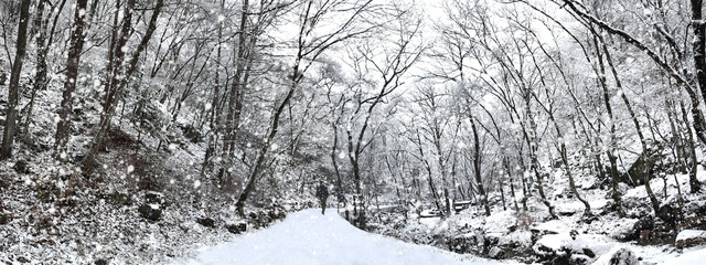 눈 덮인 숲 속 길 풍경