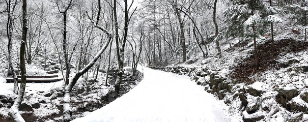 눈 덮인 숲 속 길 풍경