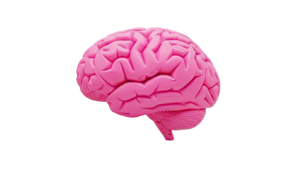 3D Pink Human Brain Anatomical Model on transparent background