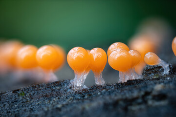 Macrophotographie de Myxomycète Hemitrichia decipiens sur bois mort
