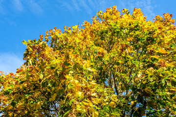 Golden Autumn Leaves Against A Chilly Clear Blue Sky