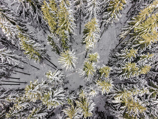 Top down aerial view of snow covered spruce forest with natural winter pattern and texture