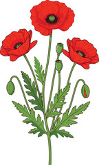 Obraz premium papaver rhoeas