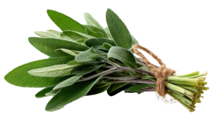Fresh green sage leaves bunch tied with rope, aromatic herb for cooking, seasoning, and traditional medicine with transparent background