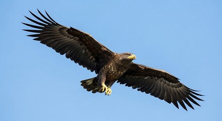 Fototapeta premium Soaring eagle against blue sky displaying majestic wingspan and power