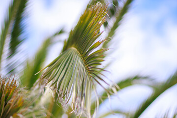 selective shot palm tree branches against blue sky