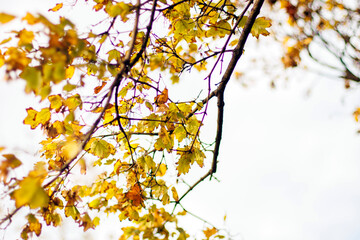 autumn leaves in the wind