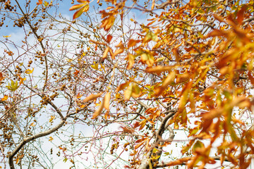colorful autumn leaves on blue sky