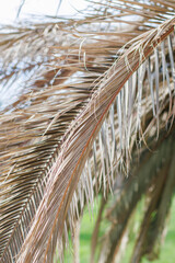 palm tree leaves in  wind in autumn daylight