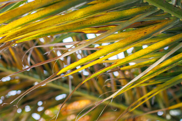 close-up palm tree leaves in autumn daylight
