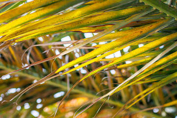 close-up palm tree leaves in autumn daylight