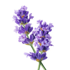 Lavender Flower, watercolor clipart vector, isolated on a white background.