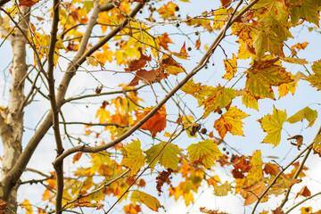 colorful autumn leaves on a branch