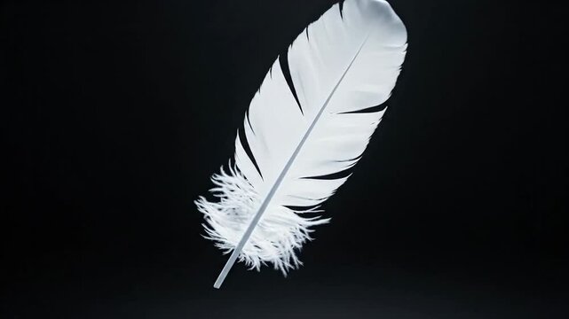 White feather softly curves against a stark black backdrop