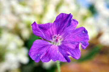 Close-up of a blooming purple geranium flower during spring in the garden