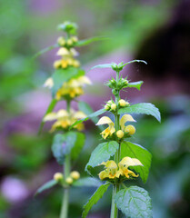 In spring, yellow deaf nettle (Lamium galeobdolon) blooms in the forest