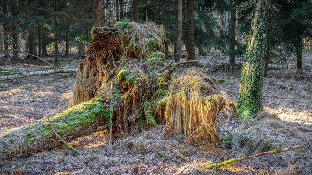 the fallen - der Gefallene