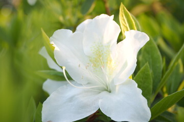 Fototapeta premium 植物 花 5月 公園 夕方