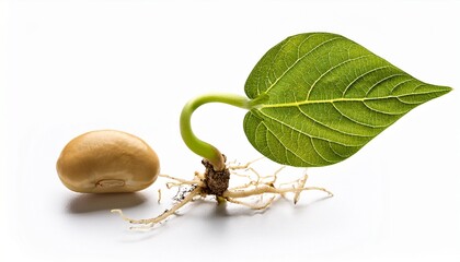 bean seedling emerging from seed with roots and leaves isolated on white background