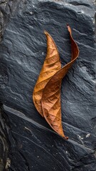 Brown curled leaf rests upon textured dark gray rock. Top-down shot with fine details visible in both subjects