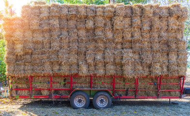 Large bales of rice straw were stacked and tied with rope on the back of a truck.