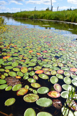 The lake in summer, Tourville, Qu&eacute;bec, Canada