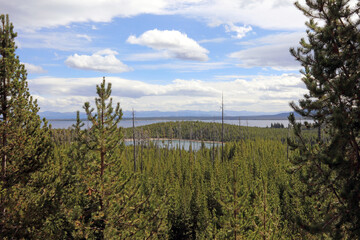 View of lakes and pine forests, Yellowstone National Park, Wyoming  USA
