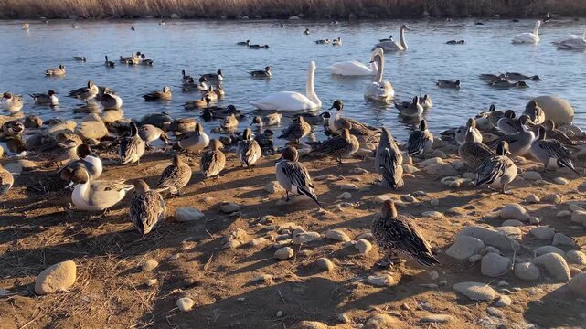 冬の河原に集まるオオハクチョウとオナガガモの群れ 夕暮れの風景