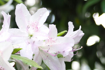 植物　花　夕方　公園