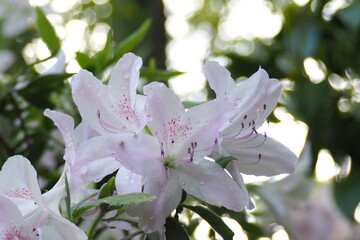 植物　花　夕方　公園