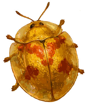 Aspidimorpha sanctaecrucis illustration art
