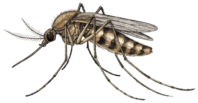 Culex quinquefasciatus illustration art