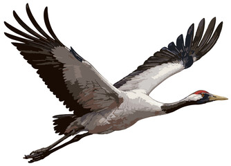 Grus grus  illustration art