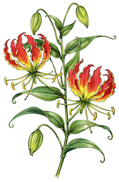 Gloriosa superba illustration art