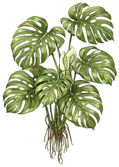 Monstera deliciosa illustration art © Diono