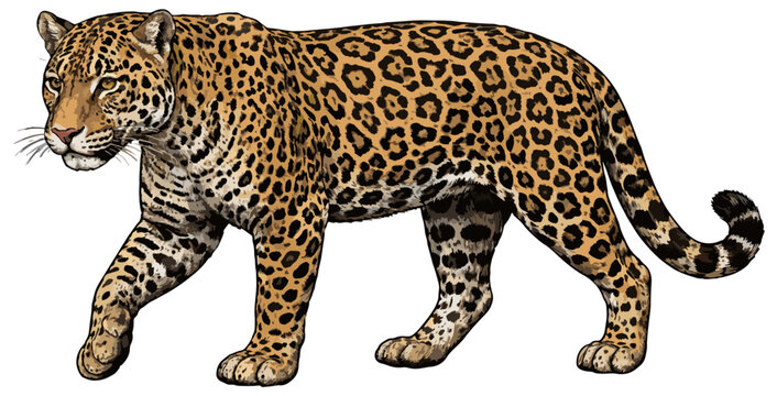 Panthera onca illustration art