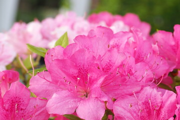 植物　花　公園　５月　夕方