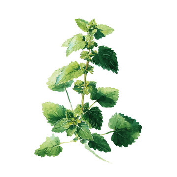 Catnip, watercolor vector, isolated on a white background.
