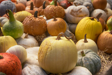 various pumpkins, squash and gourds at a farm stand