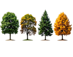 Four trees display diverse foliage on a black backdrop