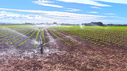 Arrosage des cultures en plein &eacute;t&eacute;.