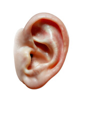 Naklejka premium Human ear with pink skin and ear canal from another angle isolated on a transparent background