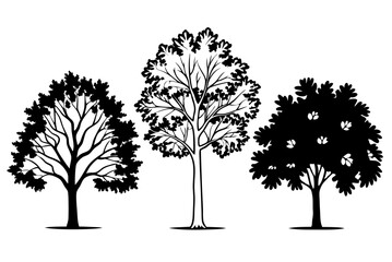 Autumn Quercus Palustris Tree Set Botanical Vector Illustration