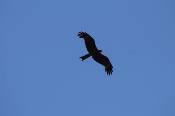 Obraz premium vulture in flight