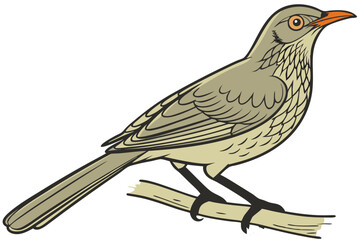Thrush Bird Standing Wildlife Vector Illustration