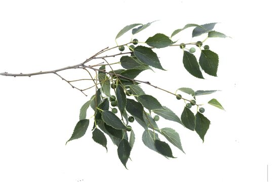 Celtis Australis, almez, Lledoner, Latonero, Lidon, plant, studio shot, isolated on white background