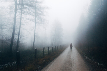Fototapeta premium Mystical Foggy Forest in November, Atmospheric Woodland Landscape with Dense Mist in Natural Autumn Light