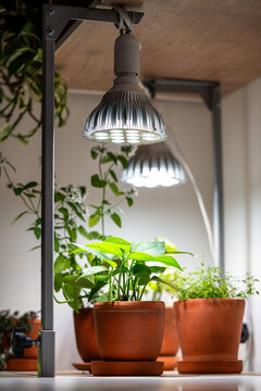 Growing plants under phyto lamps at home in winter season. LED lamp with full spectrum for supplementary lighting of Epipremnum Sebu, thyme houseplant. Plant care, additional illumination.