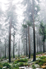 Obraz premium Mystical Foggy Forest in November, Atmospheric Woodland Landscape with Dense Mist in Natural Autumn Light