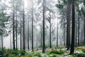 Obraz premium Mystical Foggy Forest in November, Atmospheric Woodland Landscape with Dense Mist in Natural Autumn Light